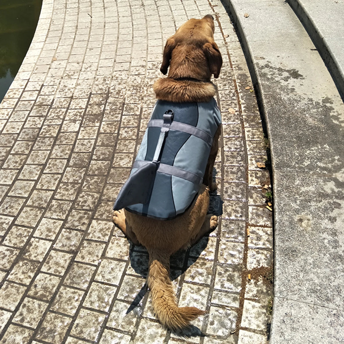 Dog Pet Shark Swimsuit Vest Safety Wear Preserver W705