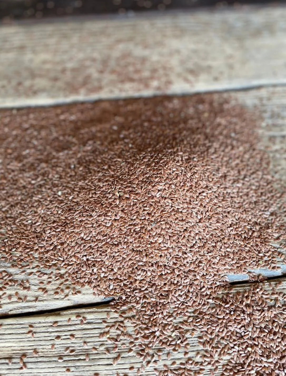 50 lbs Flax Seeds M7413