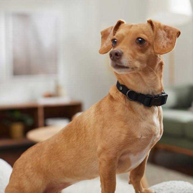 Dog Collar W985