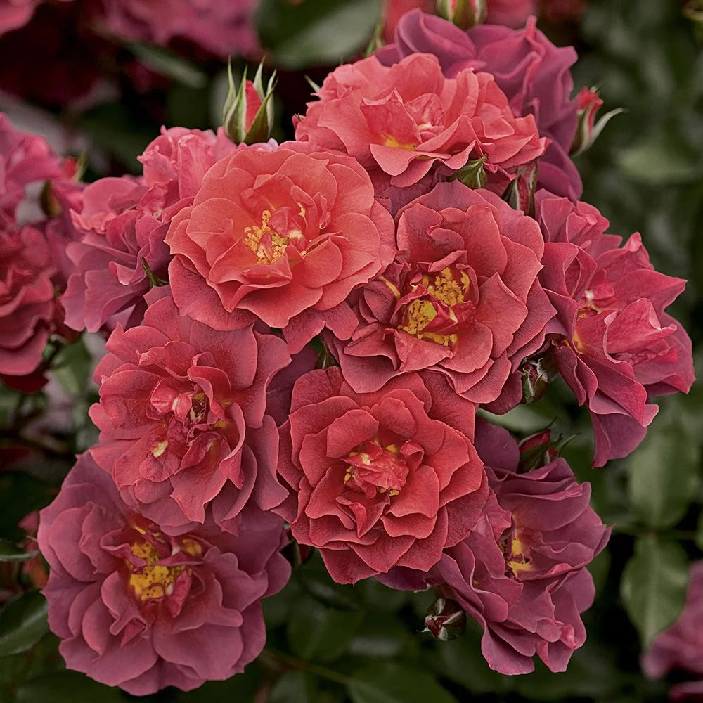 Live Floribunda Rose Plant S394