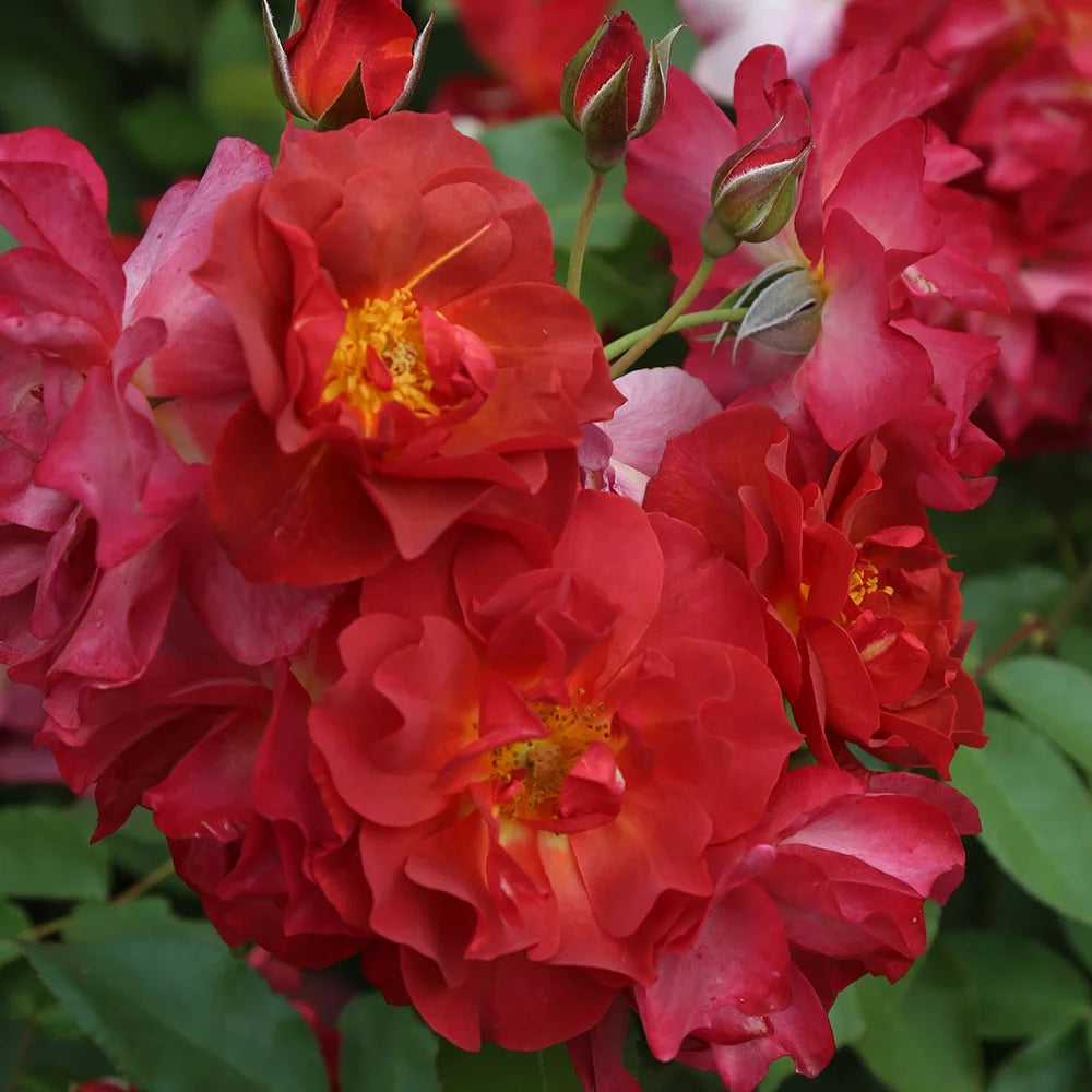 Live Floribunda Rose Plant S394