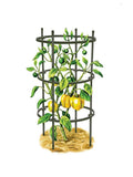 Set of 3 Pepper Eggplant Cages R2372