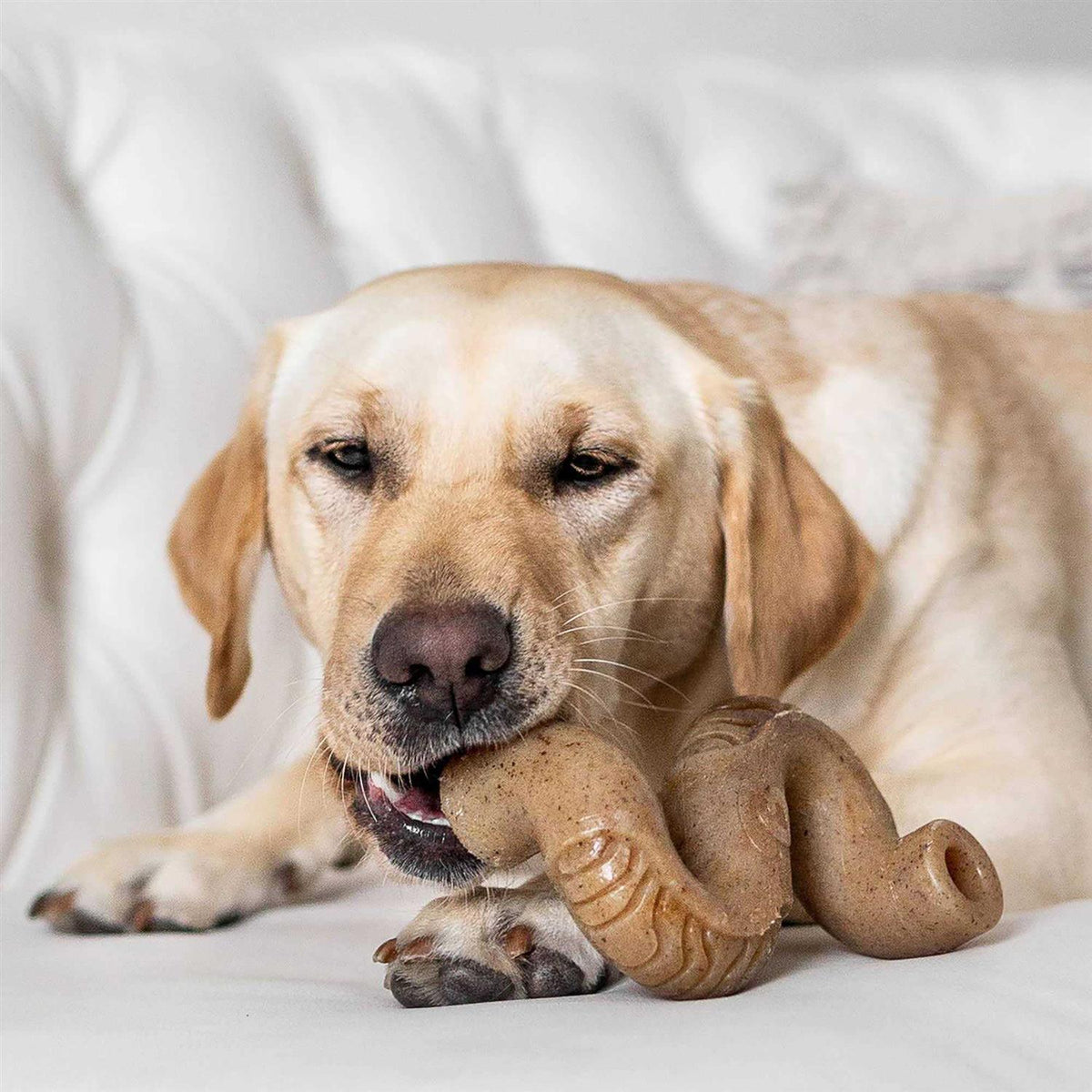 Dog Chew N381