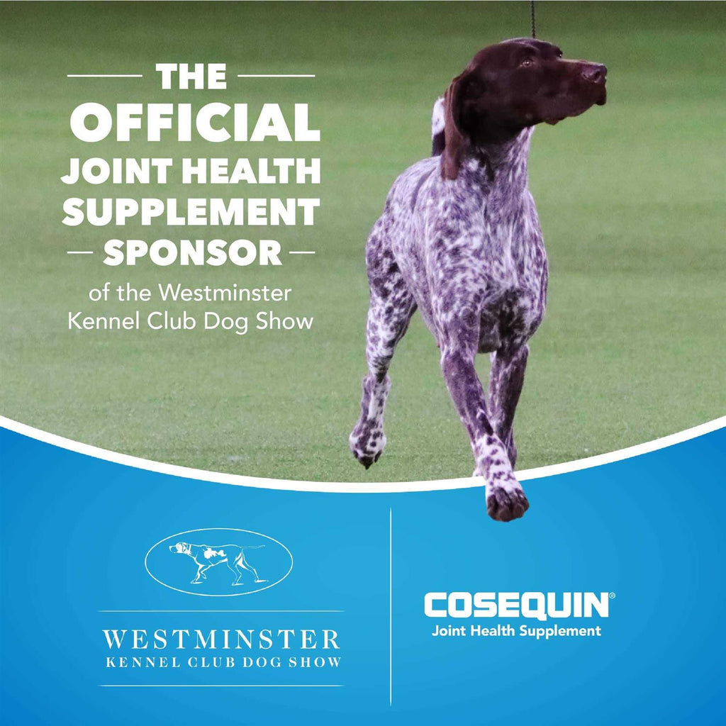Maximum Strength MSM & HA for Dogs B783