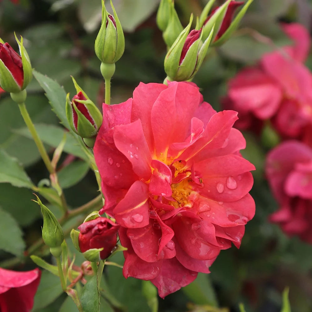 Live Floribunda Rose Plant S394