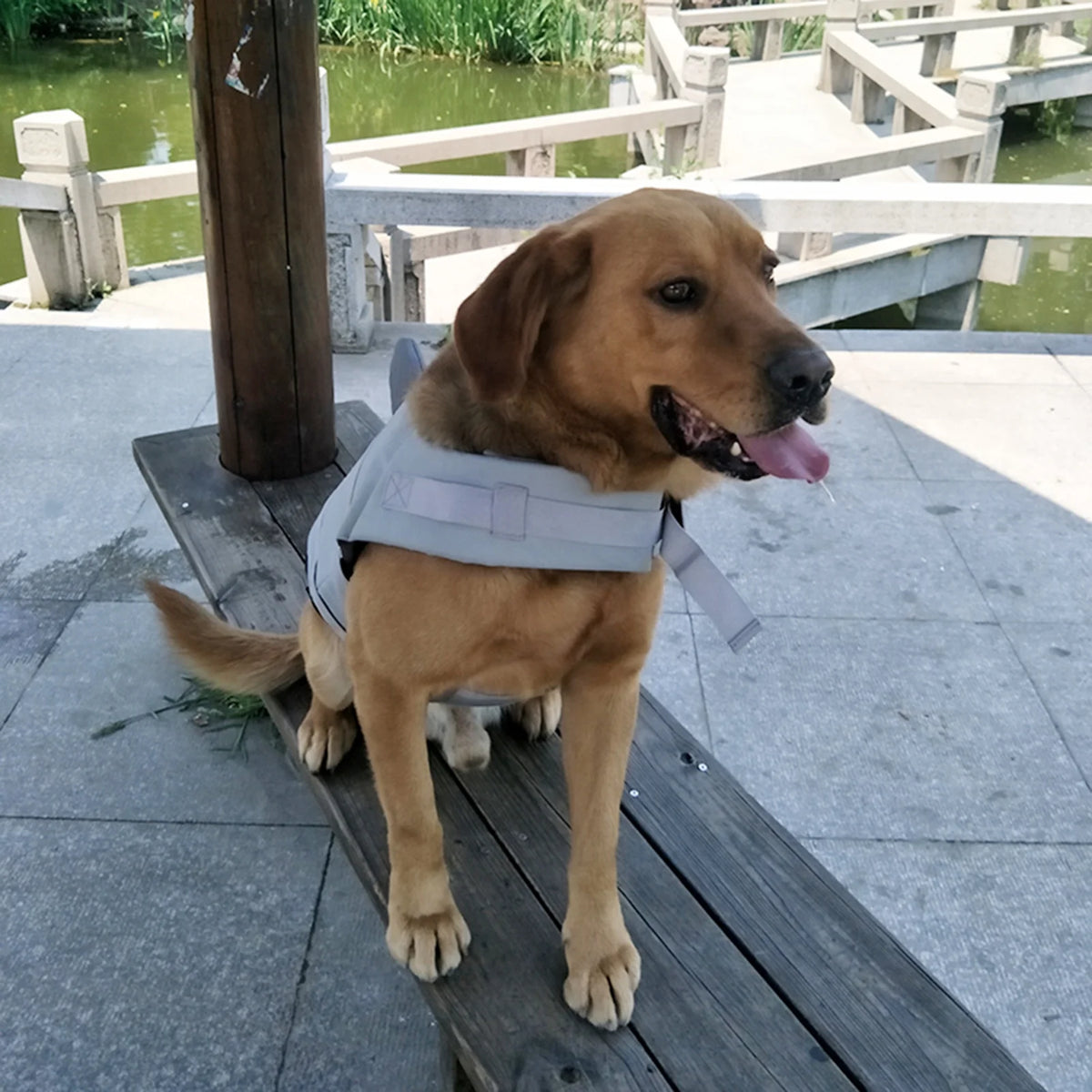 Dog Pet Shark Swimsuit Vest Safety Wear Preserver W705