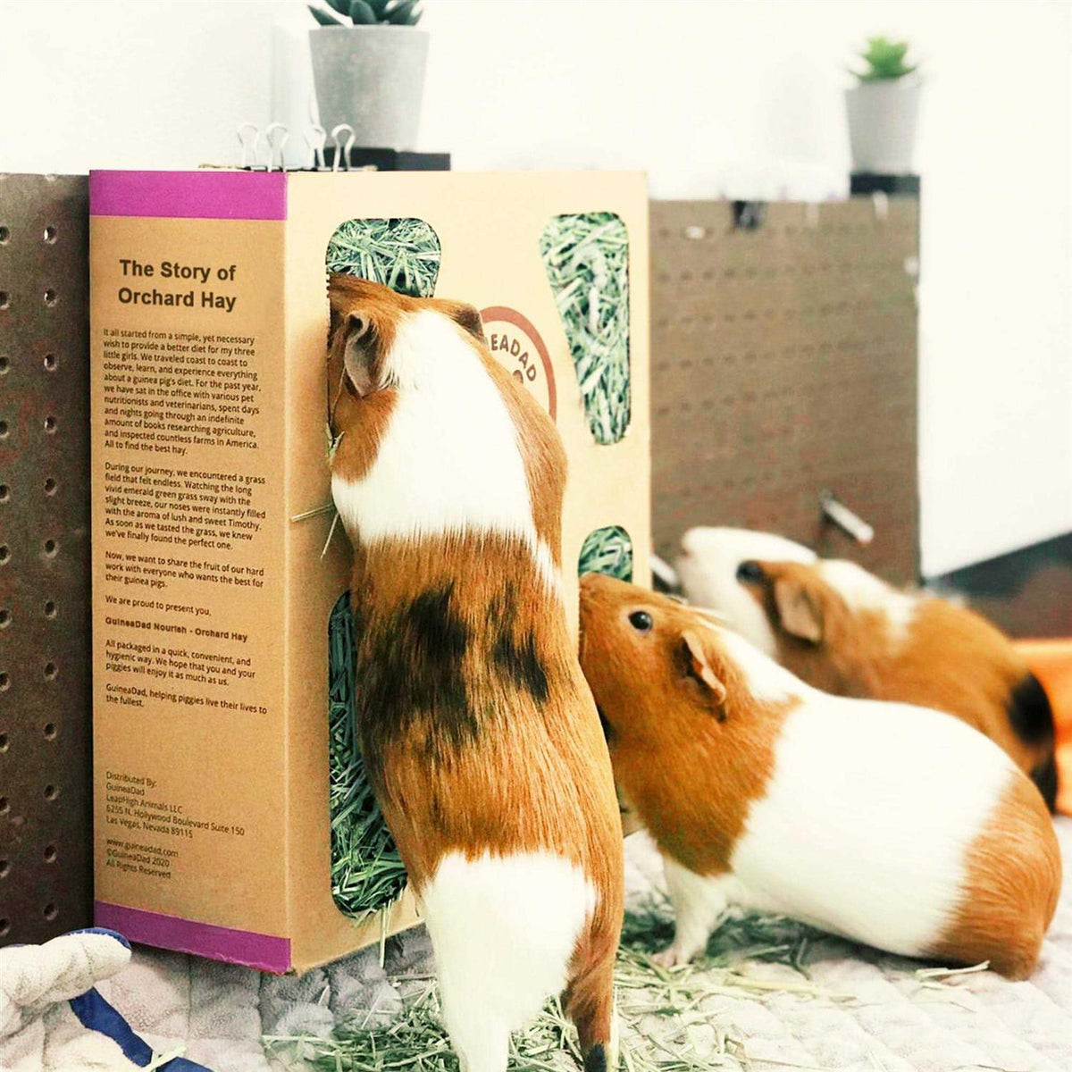 Orchard Hay for Guinea Pigs N64022