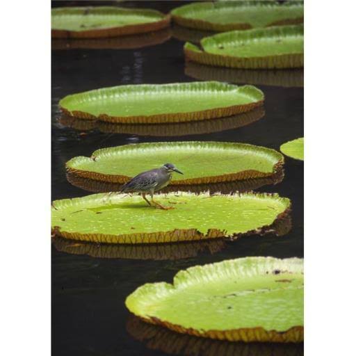 Fisher Bird on Giant Lily Pad in Pond in Botanical Gardens Poster Print 26 x 36 D722
