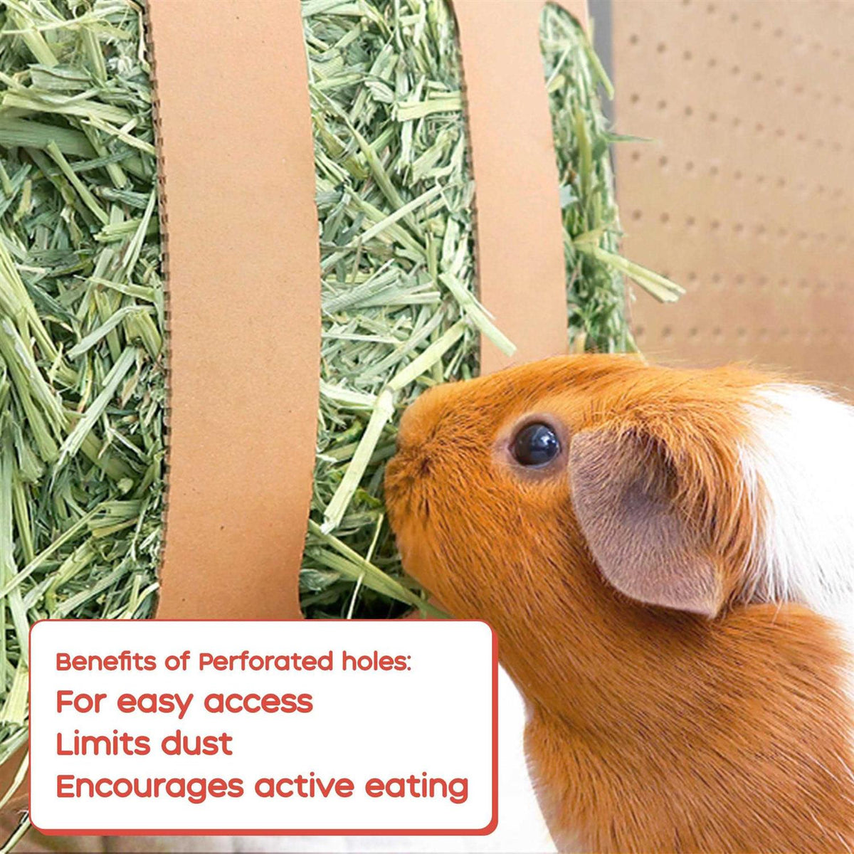 Orchard Hay for Guinea Pigs N64022