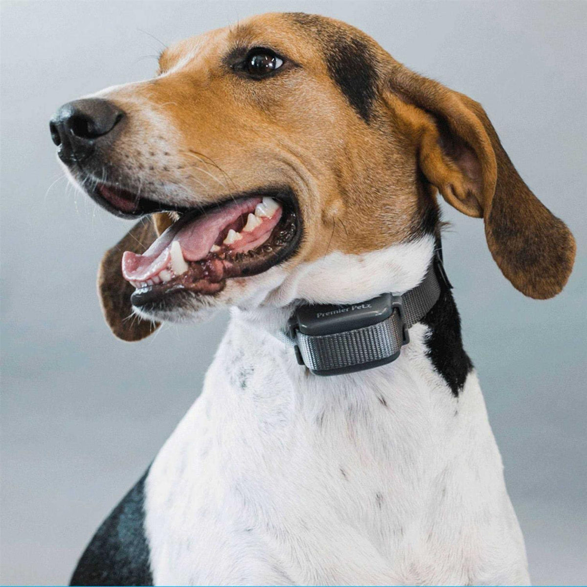 Bark Collar Q4644