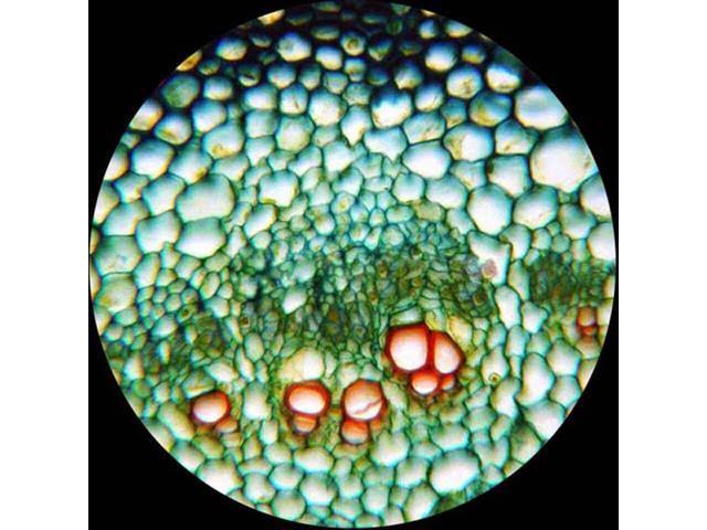 40X-2000X LED Monocular Compound Microscope with Mechanical Stage and Digital Camera J796448