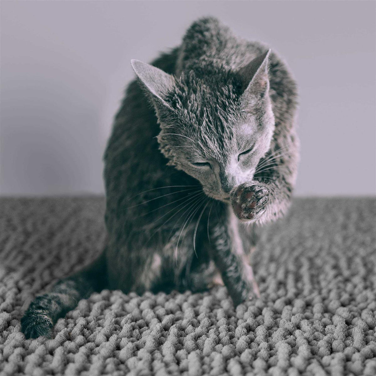 Waterproof Cat Litter Mat Q73673