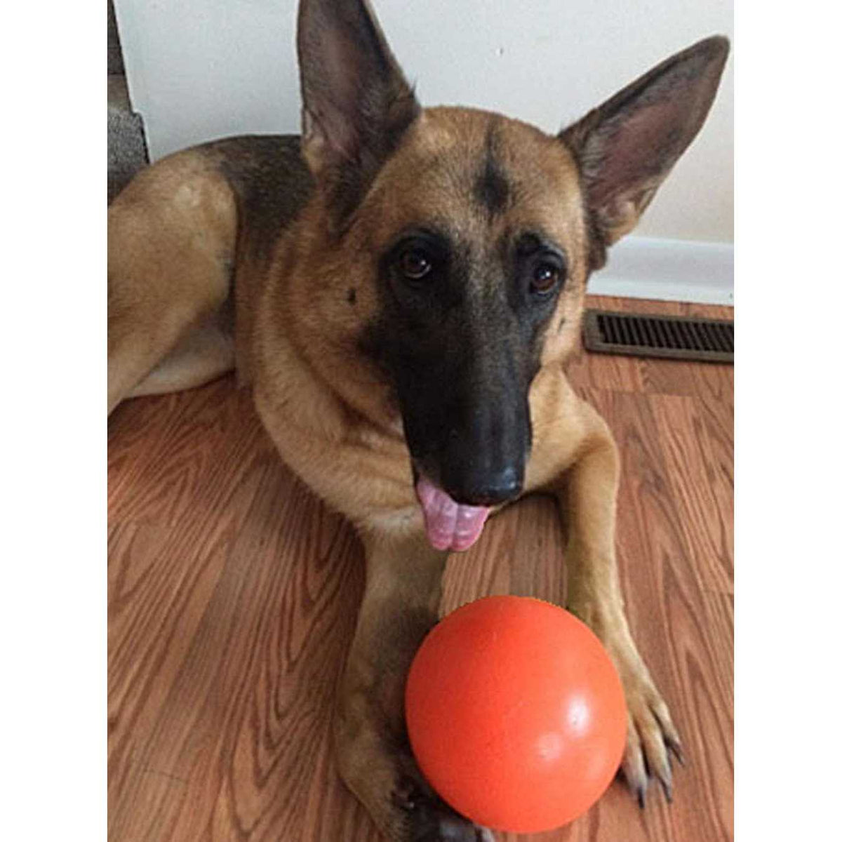 Color Varies 6-in Dog Toy C780052