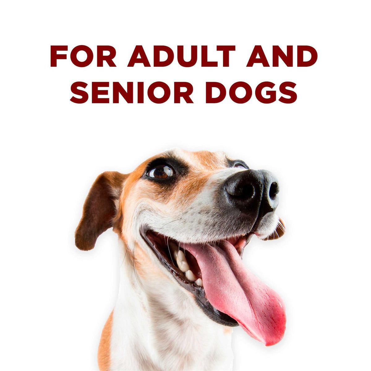 Dog Training Treats J827