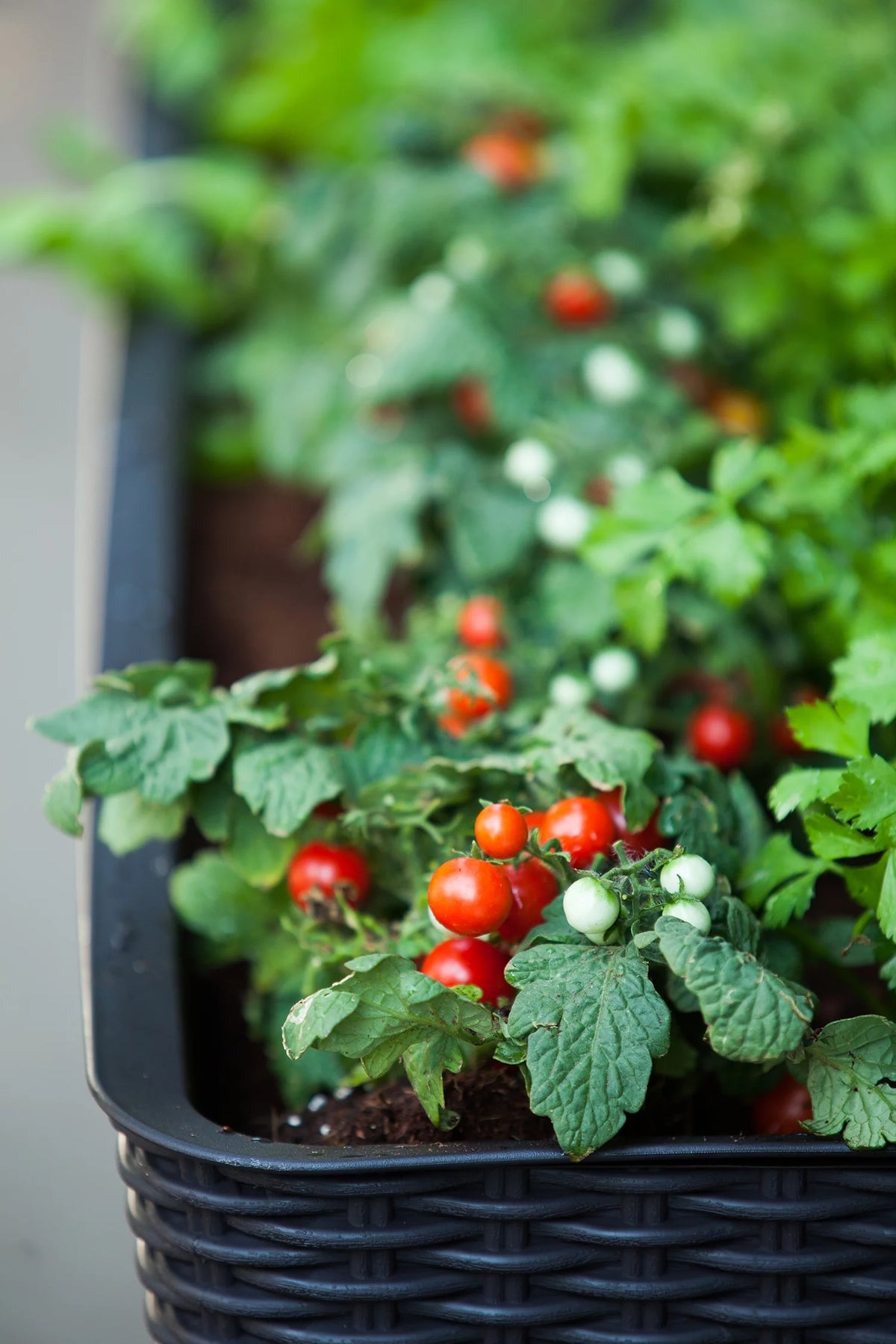 Raised Garden Bed with Self-Watering and Drainage System Z97242