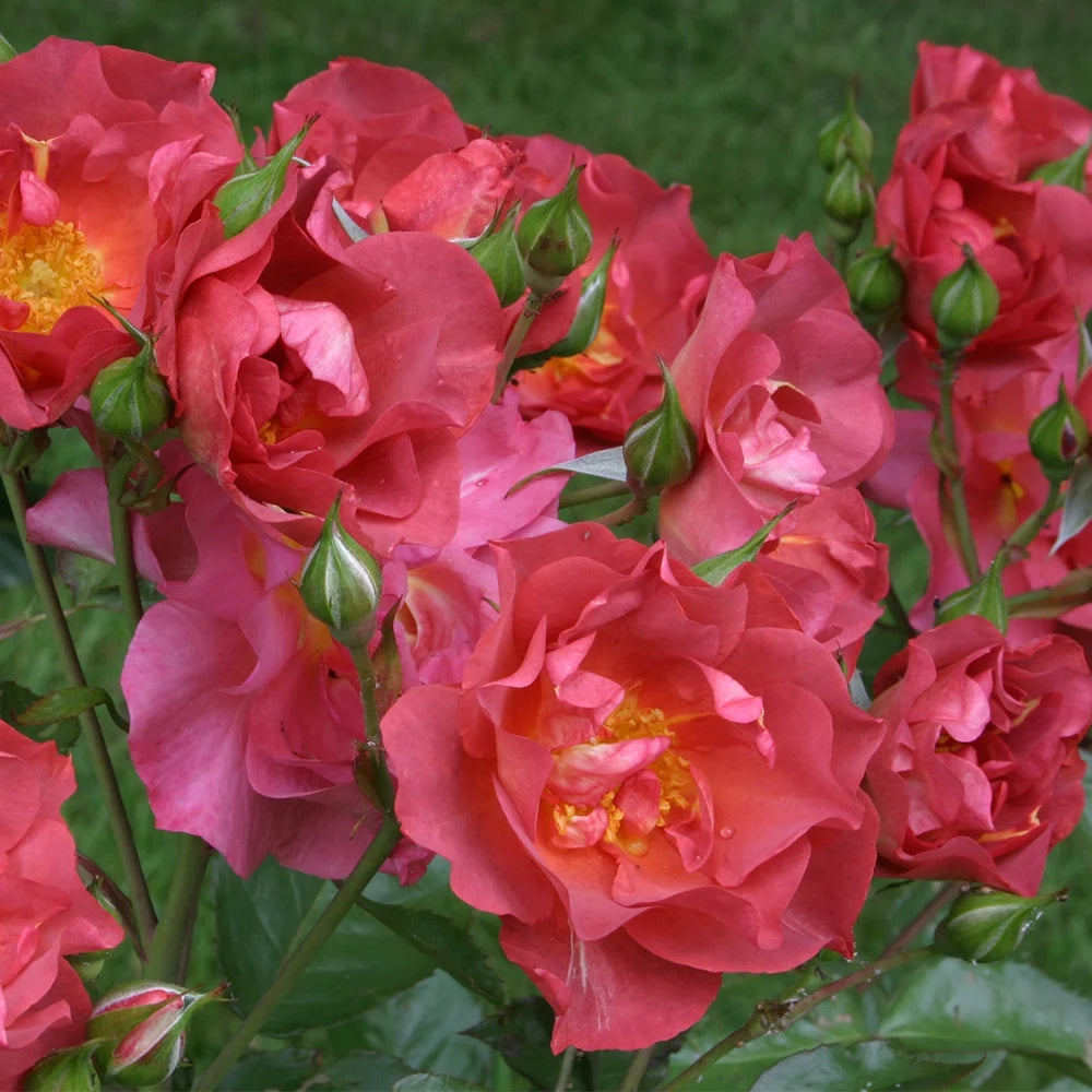 Live Floribunda Rose Plant S394