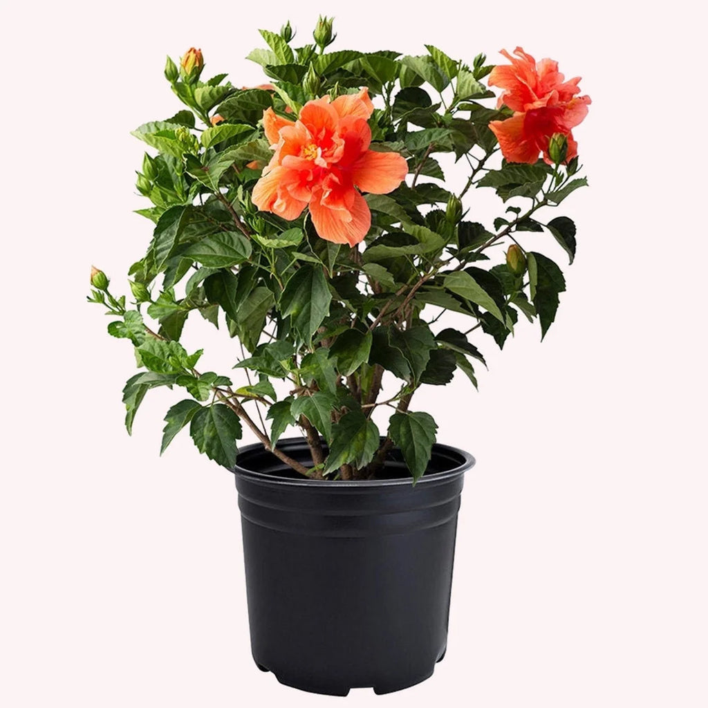 Hibiscus Live Plant 10-Inch Pot C2452