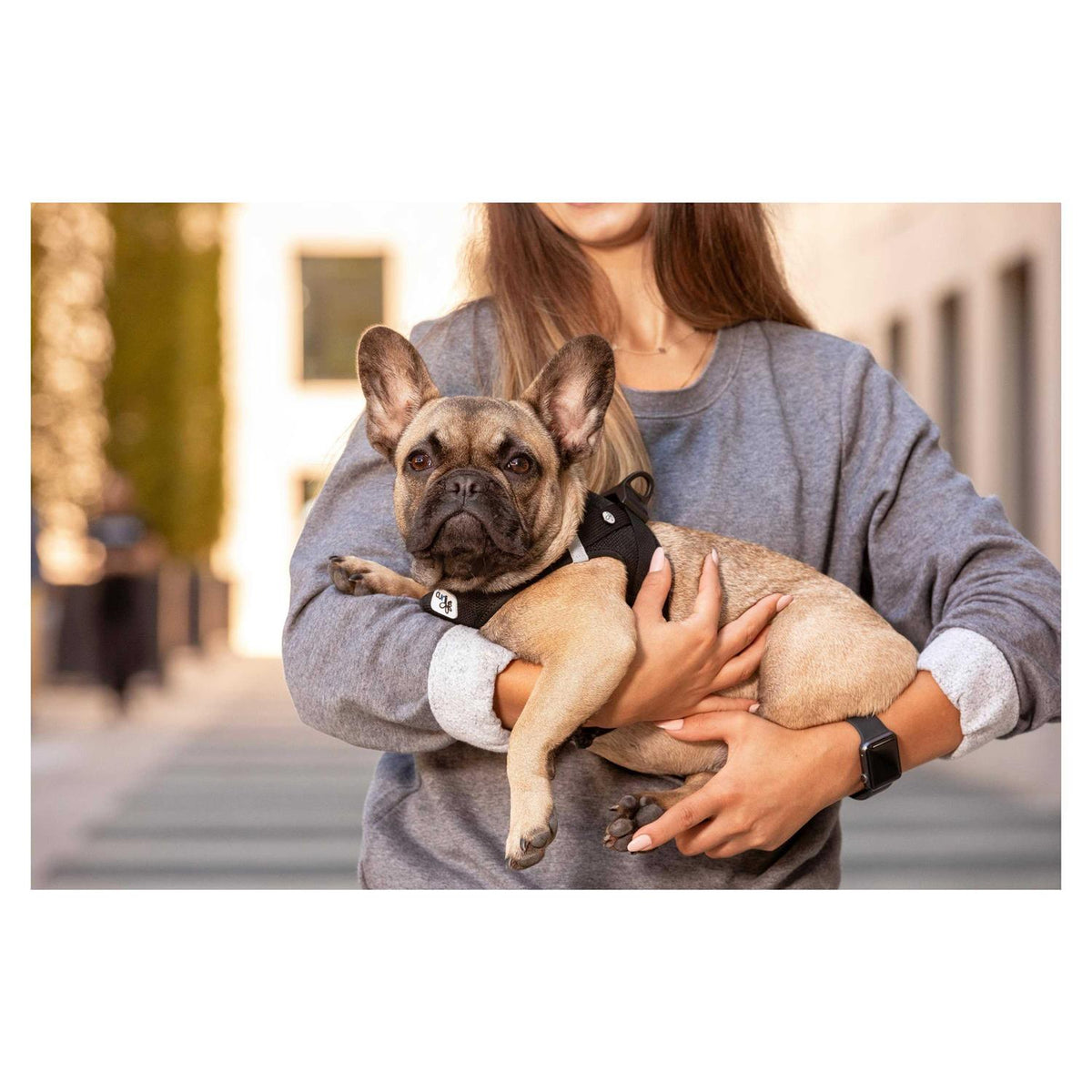 Air-Mesh Dog Harness H809
