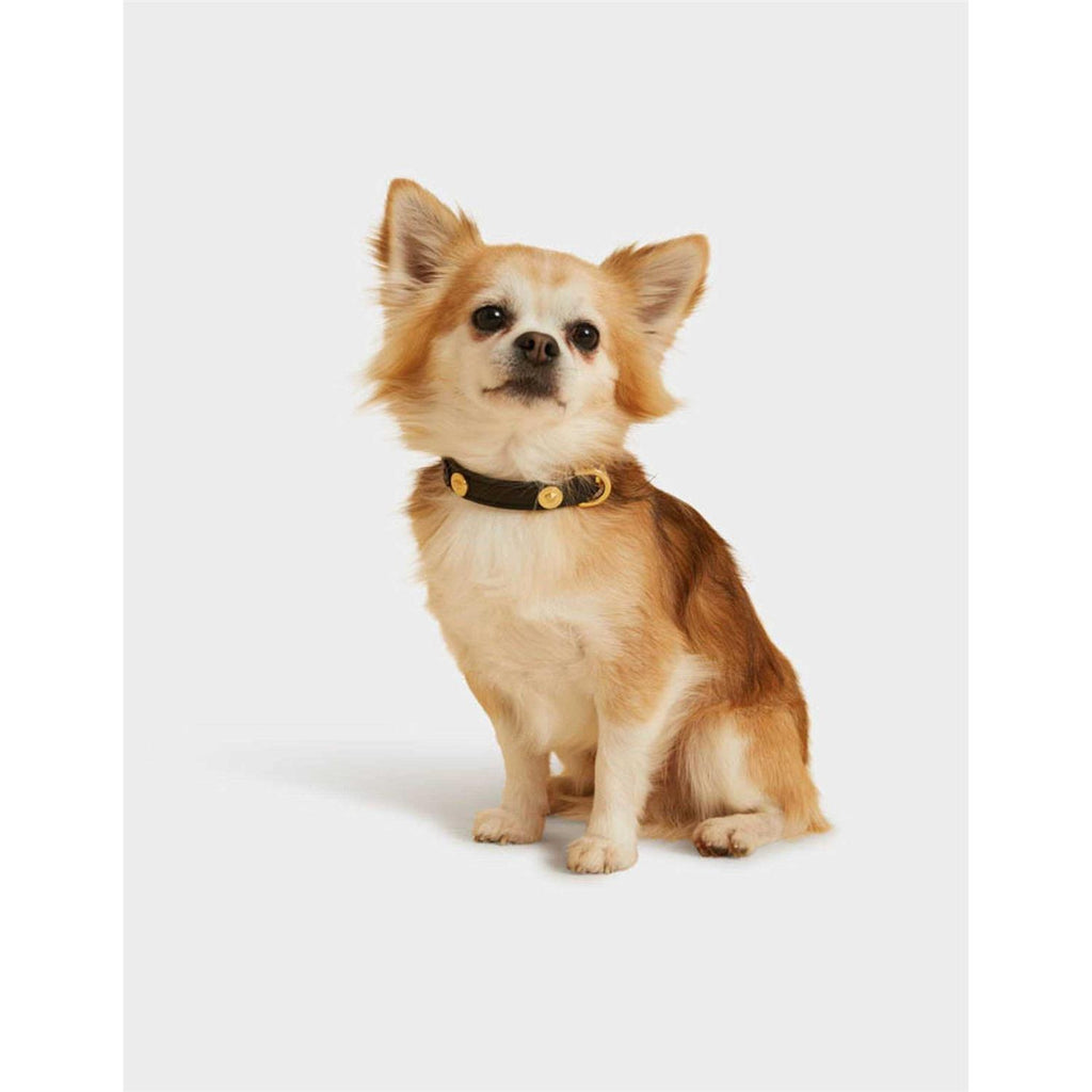 Small Pet Collar K547023