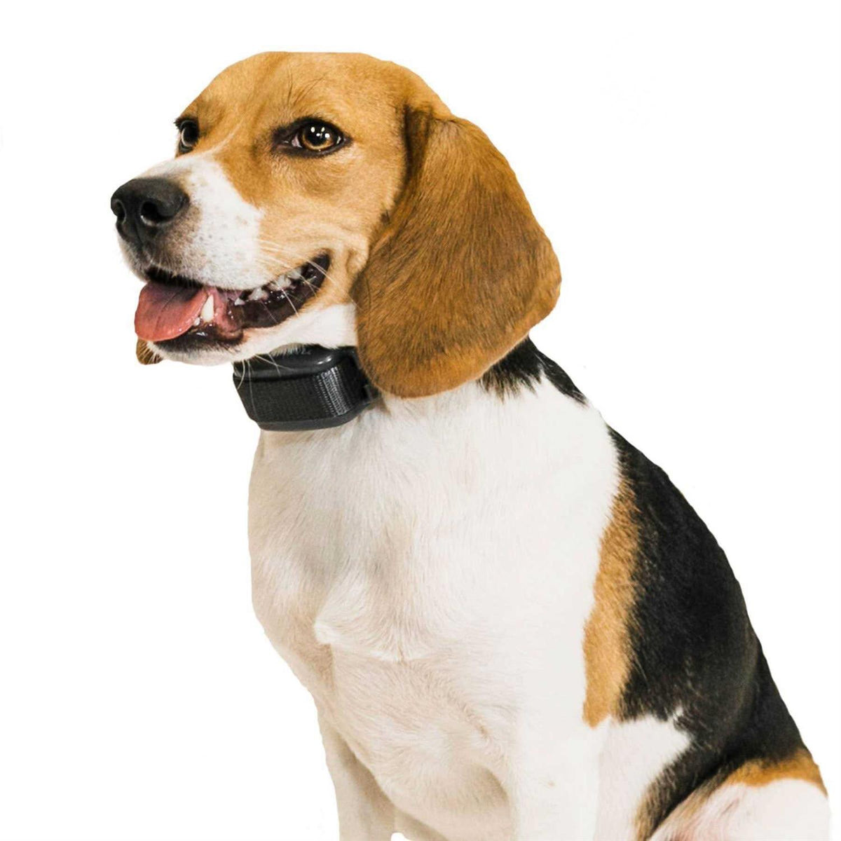Bark Collar Q4644