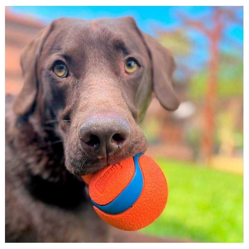 Dog Toy C66627