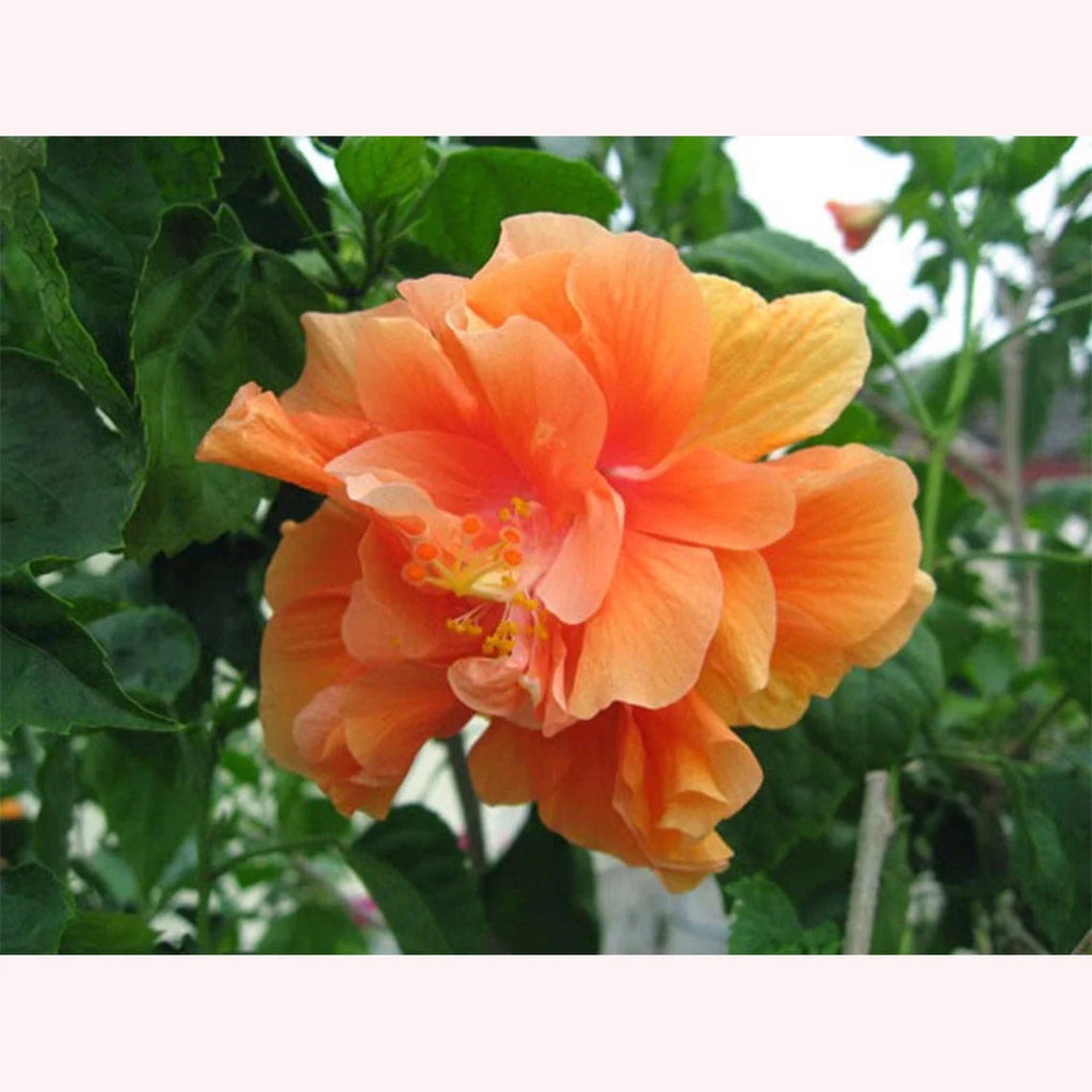 Hibiscus Live Plant 10-Inch Pot C2452